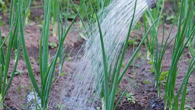 Technology of planting onions before winter: at what depth and distance from each other to plant
