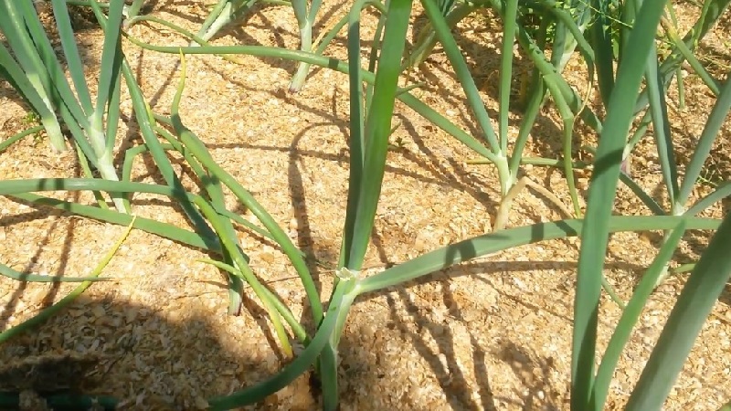Technology of planting onions before winter: at what depth and distance from each other to plant