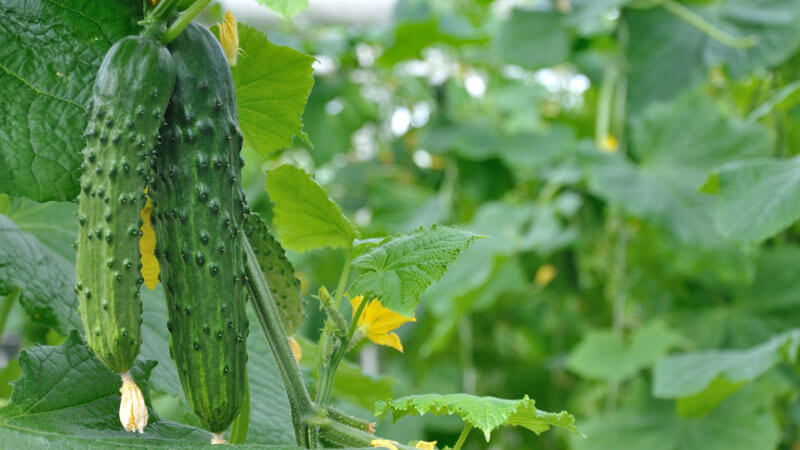 Top 10 best self-pollinated cucumber varieties for the balcony