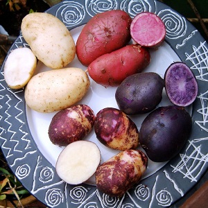 Amazing colored potatoes: varieties of varieties and their beneficial properties