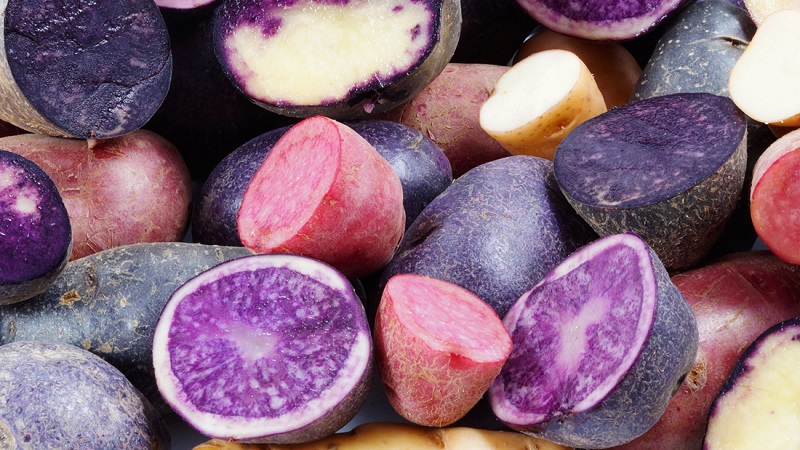 Amazing colored potatoes: varieties of varieties and their beneficial properties