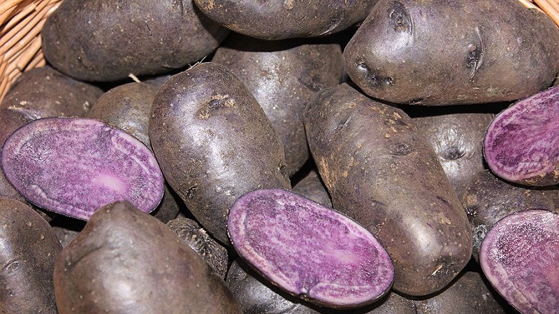 Amazing colored potatoes: varieties of varieties and their beneficial properties