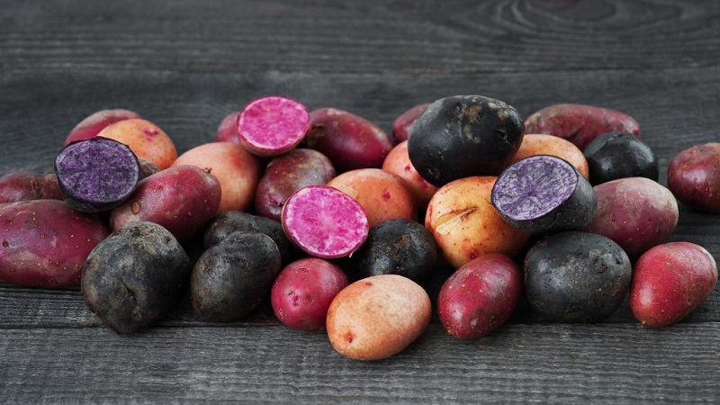 Amazing colored potatoes: varieties of varieties and their beneficial properties