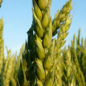 Fertilizers for winter wheat: how to feed in the fall