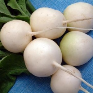 What is special about white radish: description and characteristics of varieties