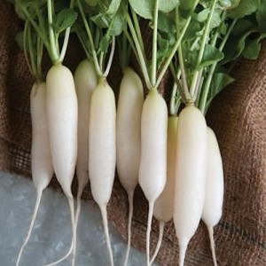 What is special about white radish: description and characteristics of varieties