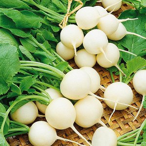 What is special about white radish: description and characteristics of varieties