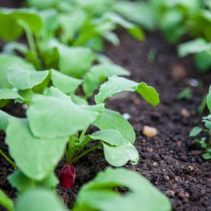 What is special about white radish: description and characteristics of varieties