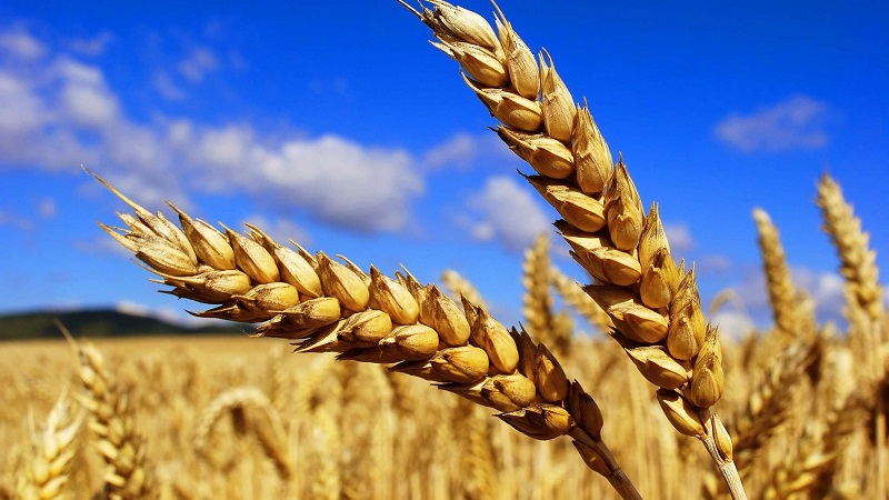 What is the Difference Between Barley, Wheat and Other Grains