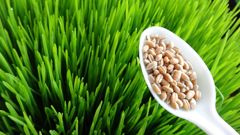 What is the Difference Between Barley, Wheat and Other Grains