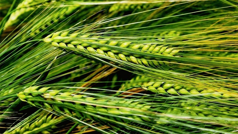 What is the Difference Between Barley, Wheat and Other Grains
