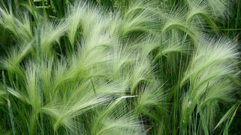 Growing and caring for maned barley and its application in landscape design