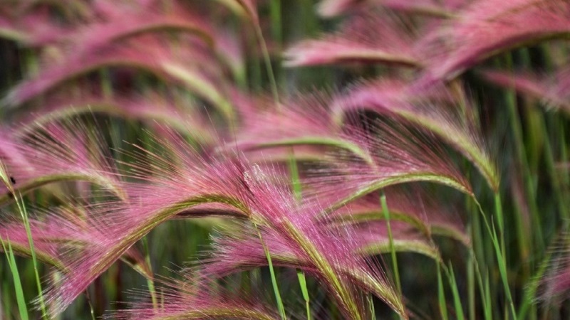 Growing and caring for maned barley and its application in landscape design