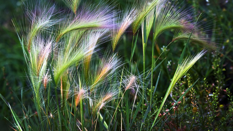 Growing and caring for maned barley and its application in landscape design