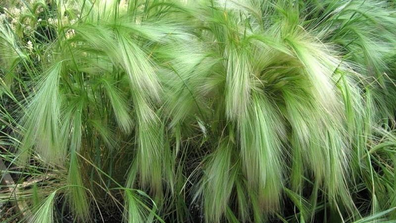 Growing and caring for maned barley and its application in landscape design