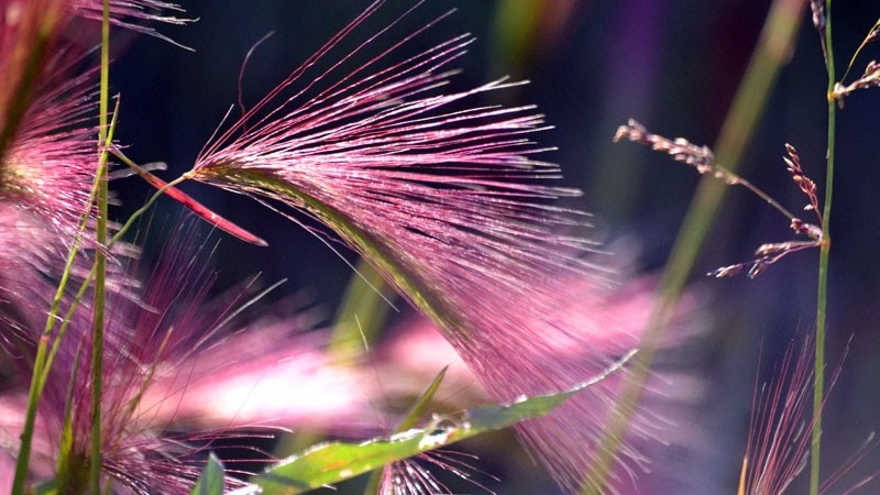 Growing and caring for maned barley and its application in landscape design