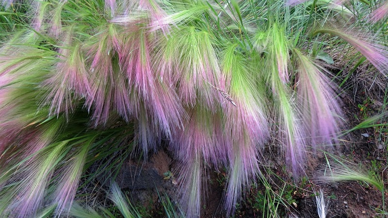 Growing and caring for maned barley and its application in landscape design