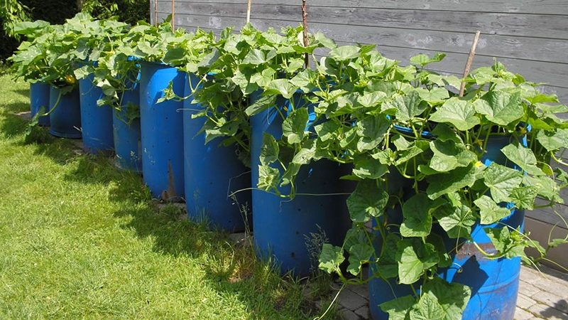 Step-by-step cultivation of cucumbers in a barrel, photos and useful tips