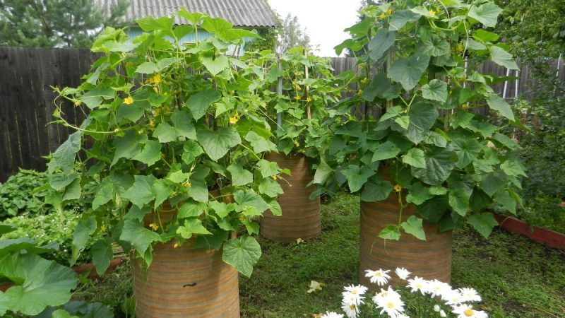 Step-by-step cultivation of cucumbers in a barrel, photos and useful tips