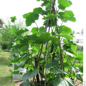 Step-by-step cultivation of cucumbers in a barrel, photos and useful tips