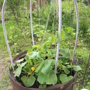 Step-by-step cultivation of cucumbers in a barrel, photos and useful tips