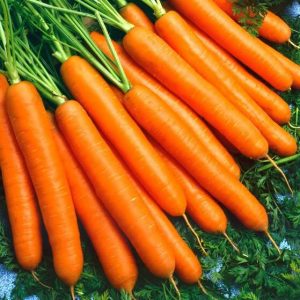 High-yielding hybrid of carrots Sankina lyubov