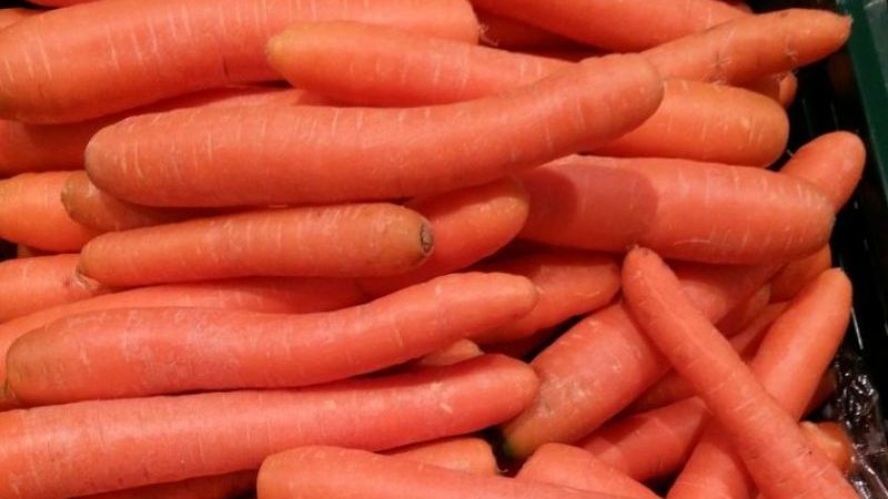 High-yielding hybrid of carrots Sankina lyubov