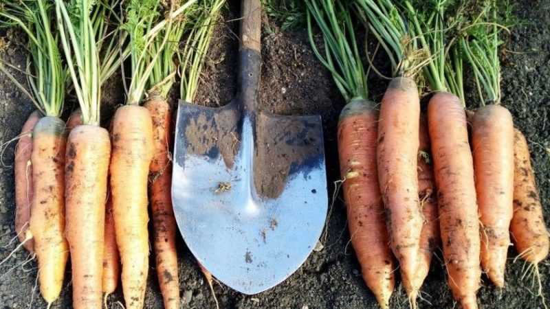 High-yielding hybrid of carrots Sankina lyubov