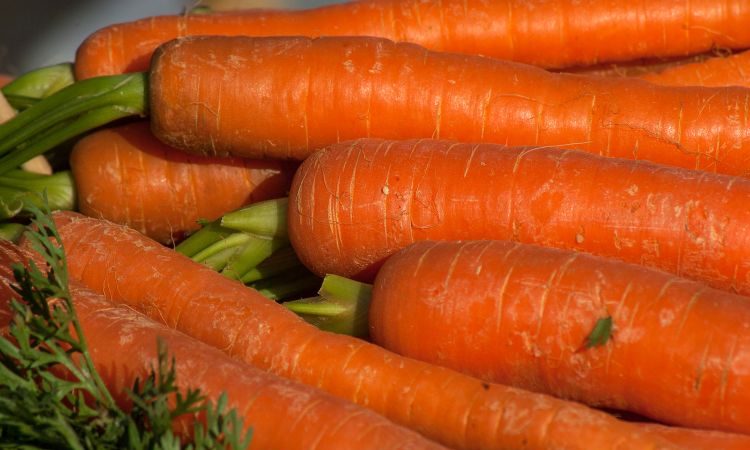 High-yielding hybrid of carrots Sankina lyubov