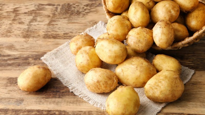 High-yielding, mid-season potato with a strong Yanka root system
