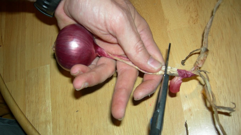Why cut onions, and how to do it correctly for storage for the winter