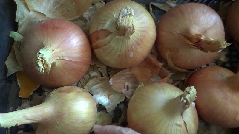 Why cut onions, and how to do it correctly for storage for the winter