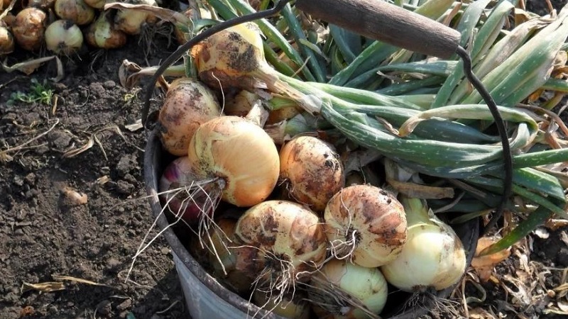 Why cut onions, and how to do it correctly for storage for the winter