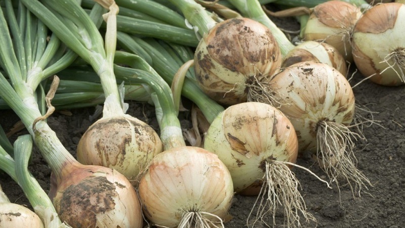 Why cut onions, and how to do it correctly for storage for the winter