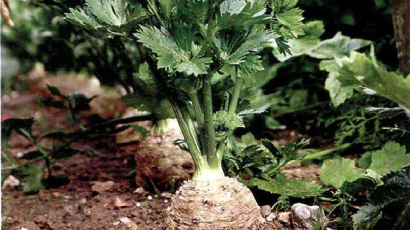 What types of celery are and how they differ