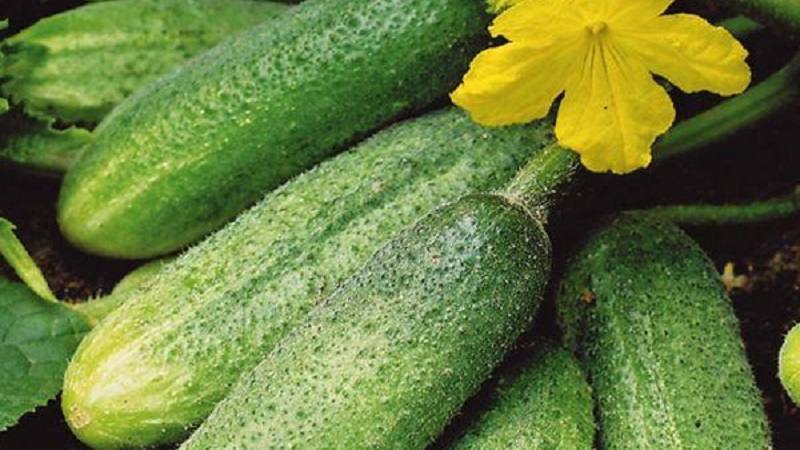 We grow cucumbers in a greenhouse: the rules of care from planting to harvest