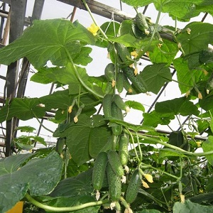 We grow cucumbers in a greenhouse: the rules of care from planting to harvest