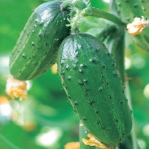 We grow cucumbers in a greenhouse: the rules of care from planting to harvest