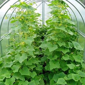 We grow cucumbers in a greenhouse: the rules of care from planting to harvest