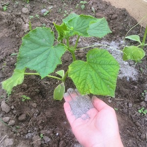 We grow cucumbers in a greenhouse: the rules of care from planting to harvest