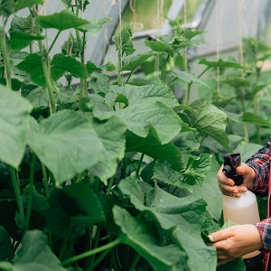 We grow cucumbers in a greenhouse: the rules of care from planting to harvest