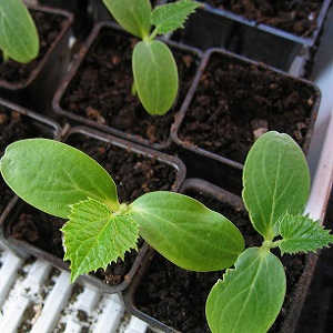 We grow cucumbers in a greenhouse: the rules of care from planting to harvest