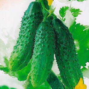 We grow cucumbers in a greenhouse: the rules of care from planting to harvest