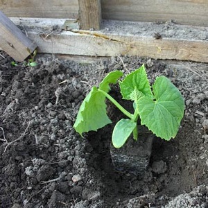 We grow cucumbers in a greenhouse: the rules of care from planting to harvest