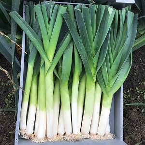 Growing and caring for leeks outdoors from planting to harvest