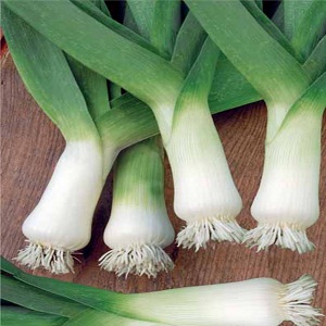 Growing and caring for leeks outdoors from planting to harvest