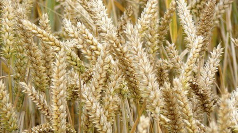 Similarities and differences between wheat and rye in appearance, composition and application