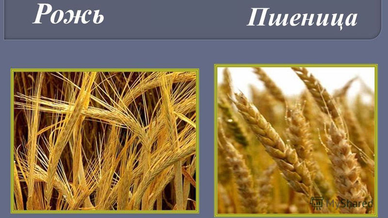 Similarities and differences between wheat and rye in appearance, composition and application