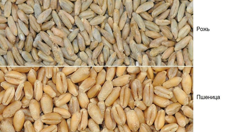 Similarities and differences between wheat and rye in appearance, composition and application
