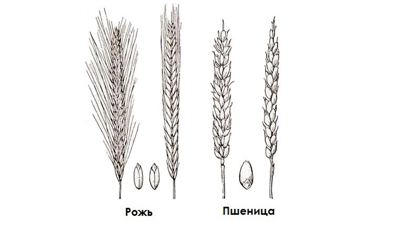 Similarities and differences between wheat and rye in appearance, composition and application